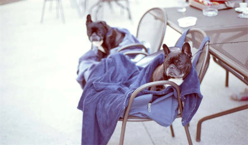 猫のストレス解消法7選！ハーブとサプリで愛猫をリラックスさせる方法