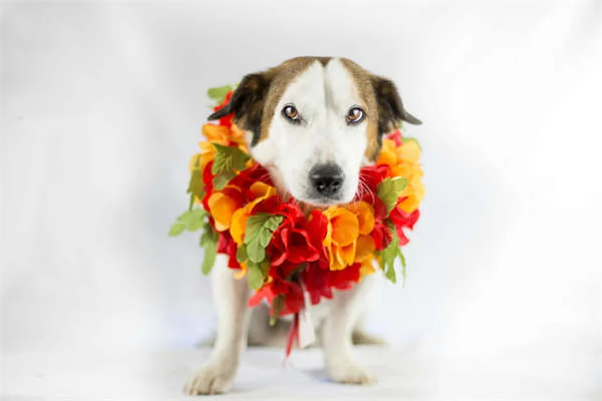 犬猫のストレス解消！フェロモン活用術【獣医師推奨】